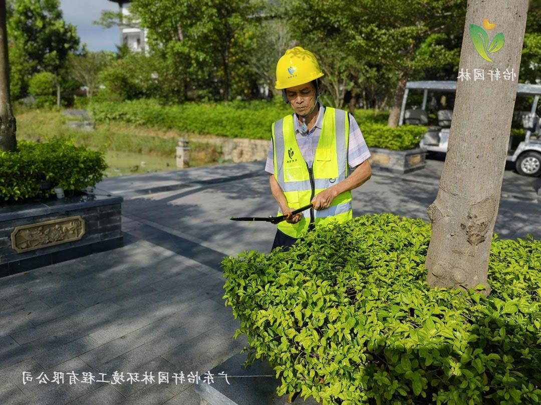 菲律宾网赌合法平台养护人员正在修剪